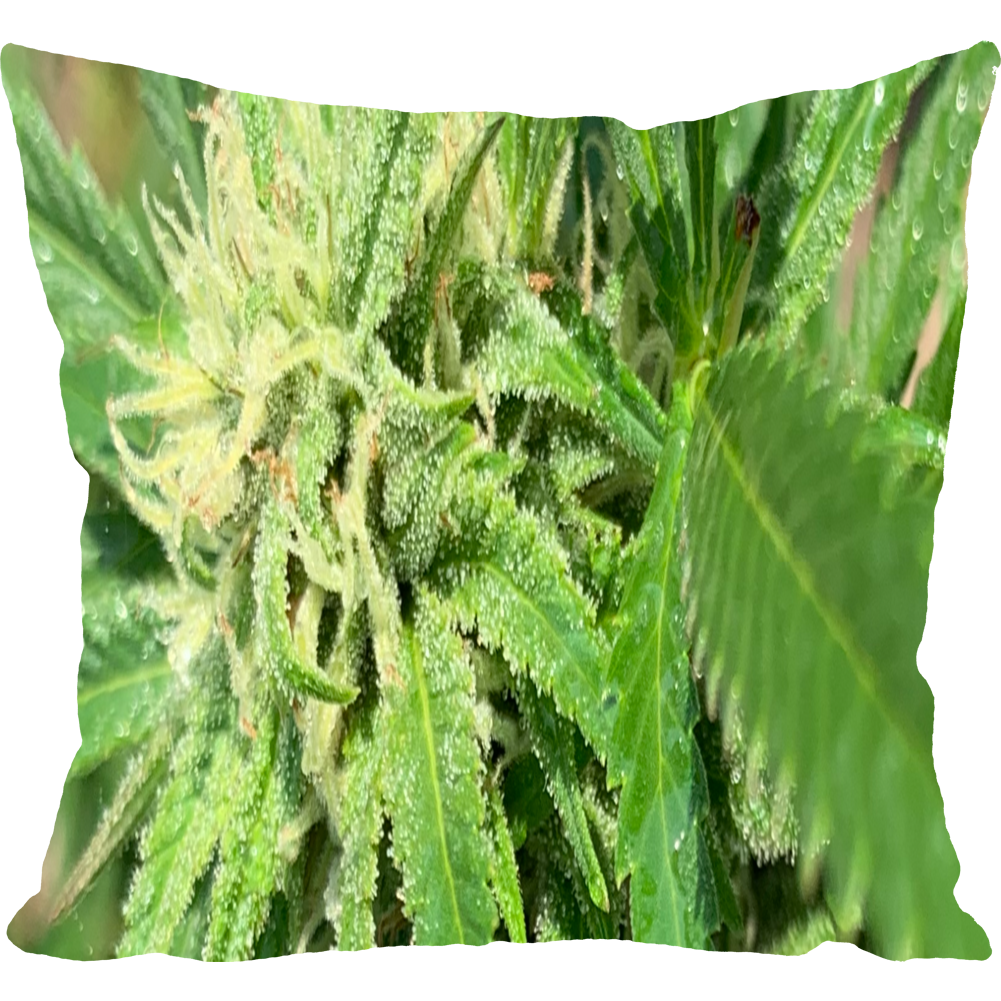 Weed Plant Pillow Sleep High Funny Throw Pillow Weed Plant Pillow Sleep High Funny Throw Pillow