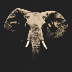 Elephant Animal Africa India Nature Beauty fan t shirt 1049615