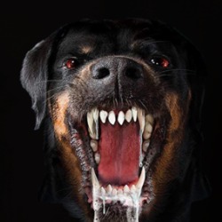 Rottweiler Dog Canine Puppy Love T Shirt 36088208