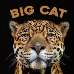 Big Cat Lover Cheetah Lion Tiger Lynx Bobcat Animal Fan T Shirt 37713154