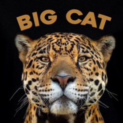 Big Cat Lover Cheetah Lion Tiger Lynx Bobcat Animal Fan Ladies T Shirt 37713156