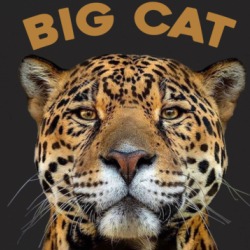 Big Cat Lover Cheetah Lion Tiger Lynx Bobcat Animal Fan Baby One Piece 37713157