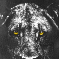 Lion King Of The Jungle Power Animal Lover Neck gaiter 38395588