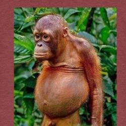 Merry Christmas Funny Monkey Holidays Prank Parody T Shirt 38490431