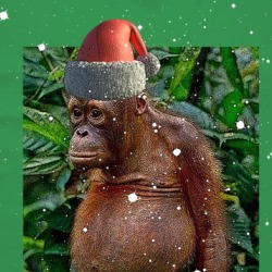Merry Christmas Cheers Funny Monkey Holidays Prank Parody T Shirt 38495175