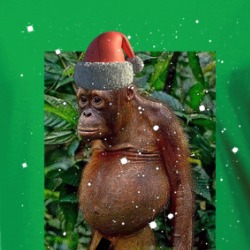 Merry Christmas Cheers Funny Monkey Holidays Prank Parody Ladies T Shirt 38495177